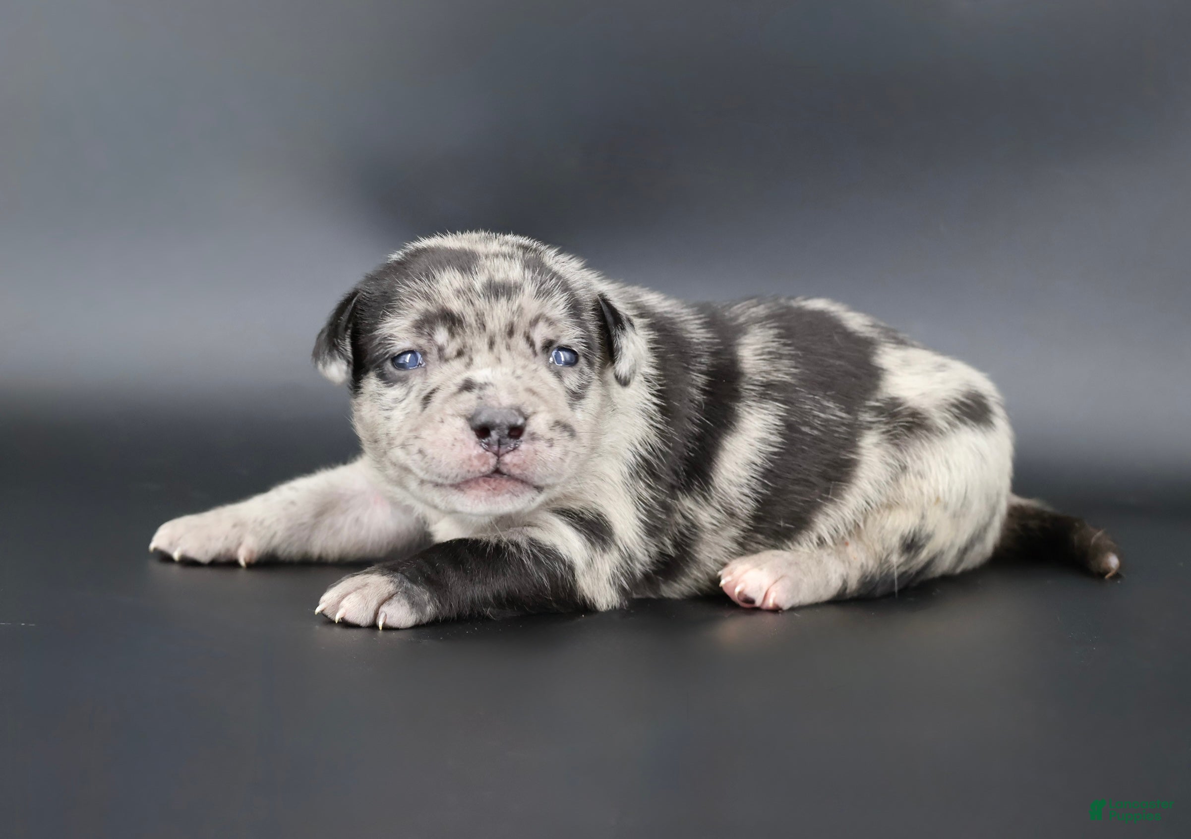 American Bully dogs Vow - Ad 41