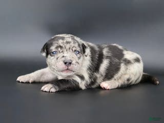 American Bully dogs Vow - Ad 3