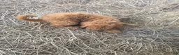 Goldendoodle dogs for sale: Ollie - Ad 2