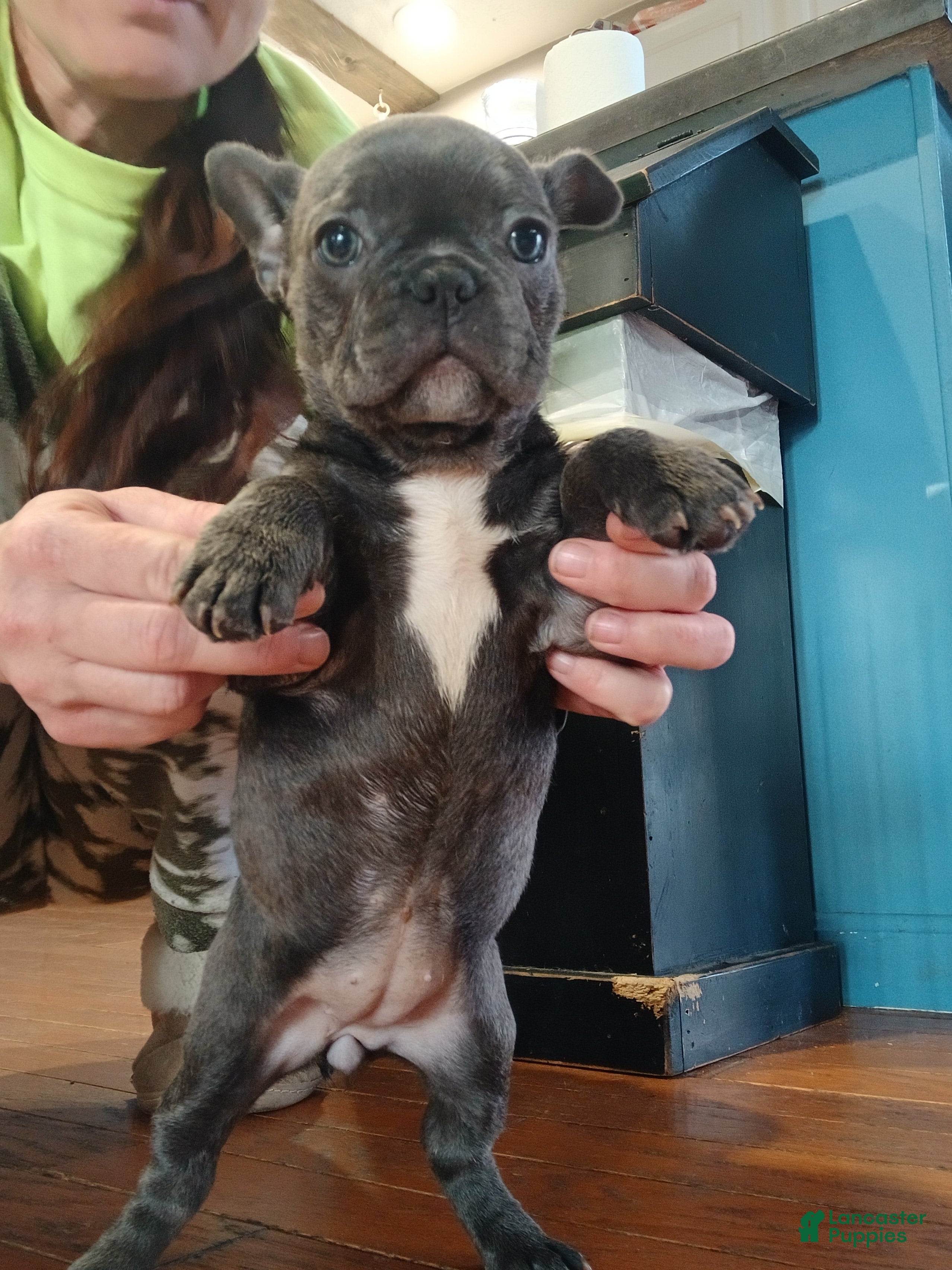 French Bulldog dogs for sale: Lily - Ad 3