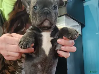 French Bulldog dogs for sale: Lily - Ad 3