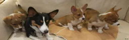 Mixed Breed dogs for sale: Orpheus - Ad 38
