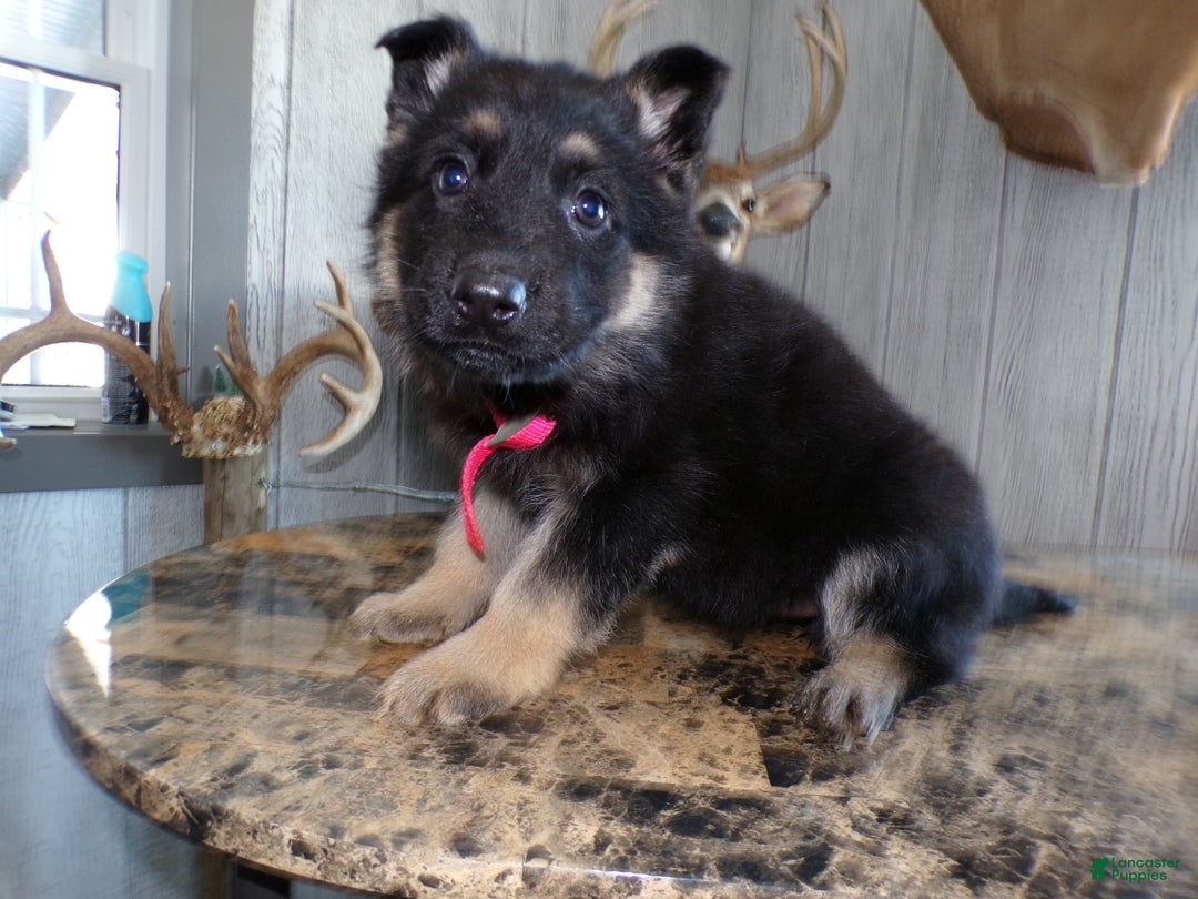 German Shepherd dogs for sale: German Shepherd Puppy 2 Zoey - Ad 3