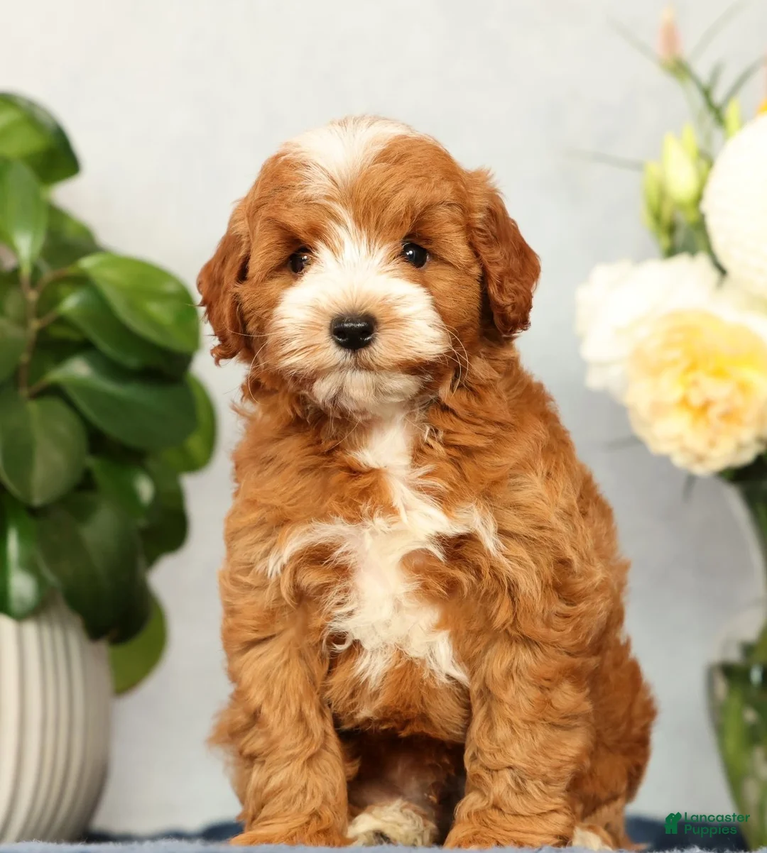 Mini Goldendoodle dogs for sale: Quenton - Ad 2