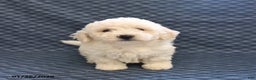 Bichon Frise dogs for sale: Kobe - Ad 2