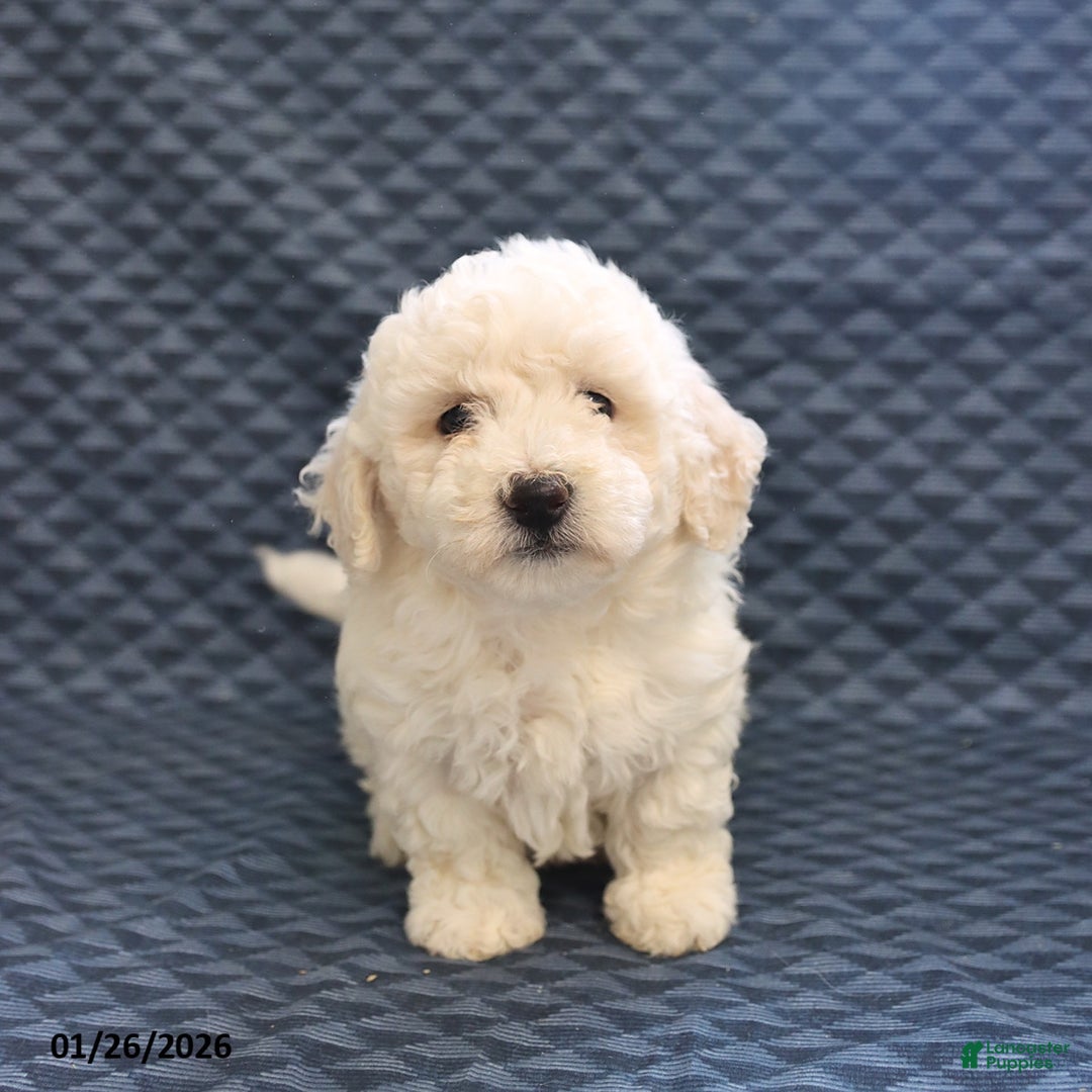 Bichon Frise dogs for sale: Kobe - Ad 2