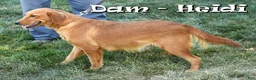 Mini Goldendoodle dogs for sale: Tucker - Ad 10
