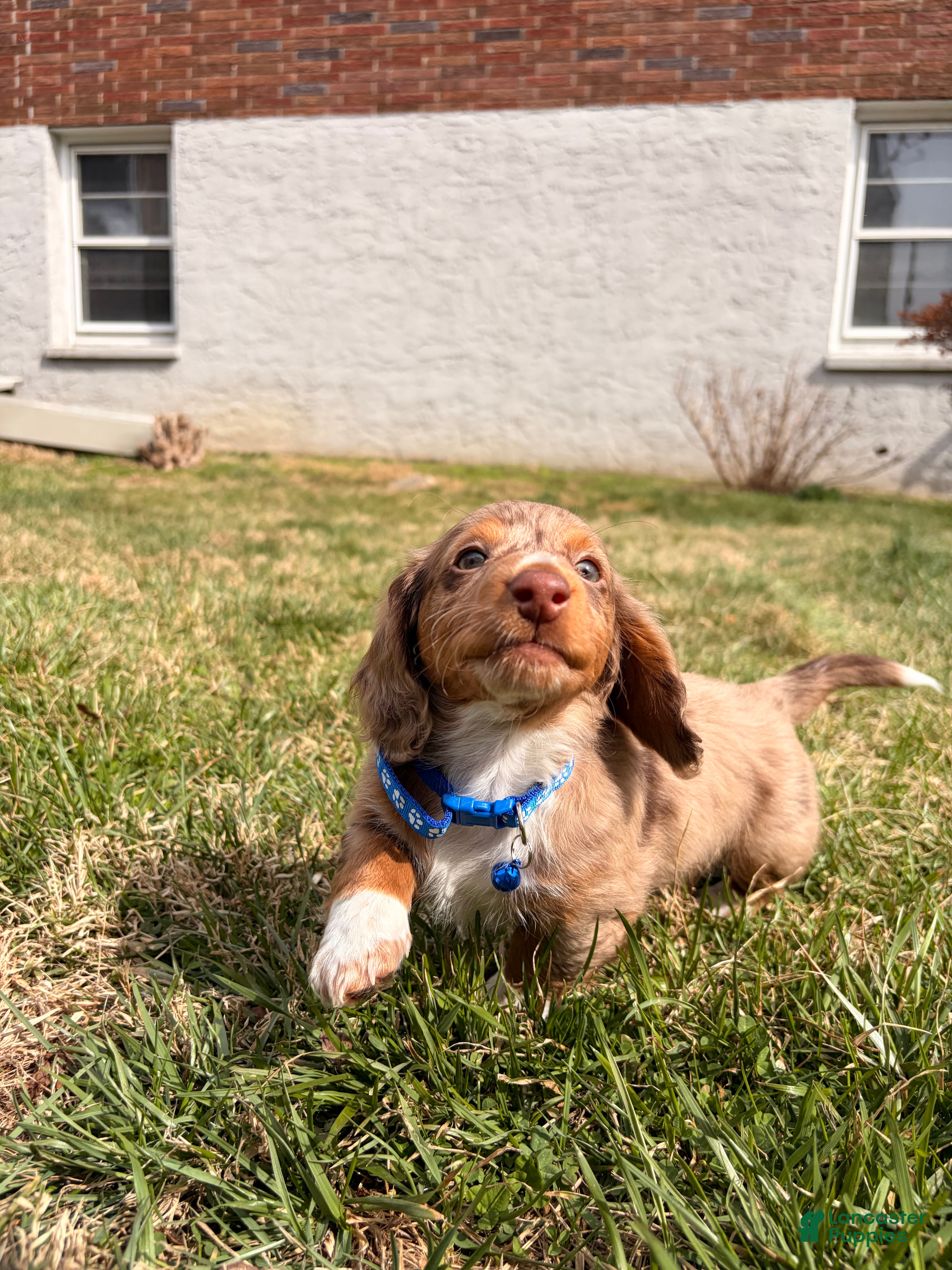 Miniature Dachshund dogs Astro - Ad 2