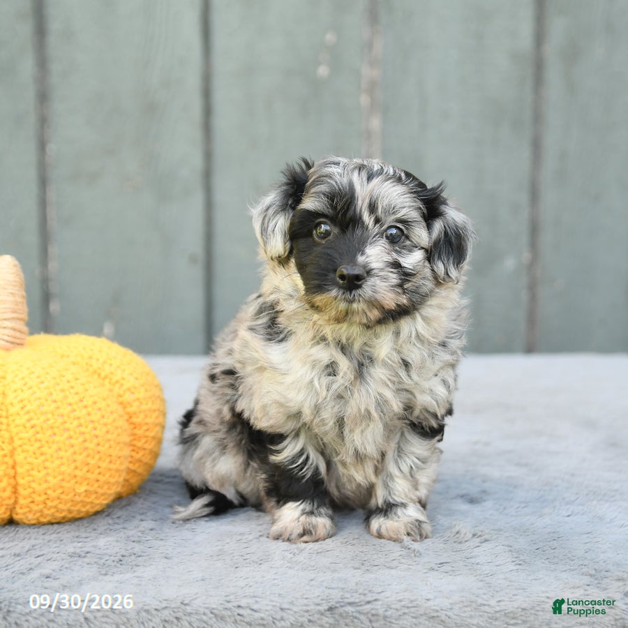 Pomapoo dogs Joy - Ad 1