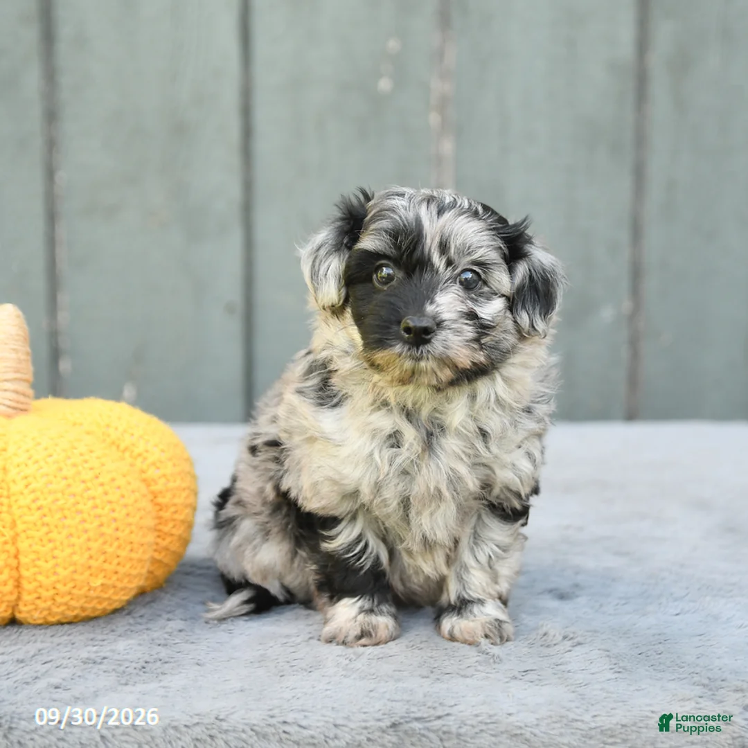 Pomapoo dogs for sale: Joy - Ad 1