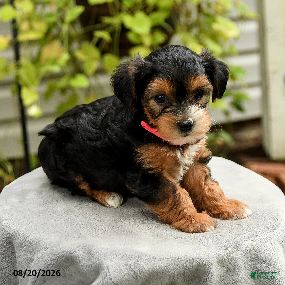 Yorkiepoo dogs Portia - Ad 2