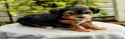 Yorkiepoo dogs for sale: Portia - Ad 2