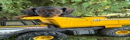 Miniature Dachshund dogs for sale: Boaz - Ad 3