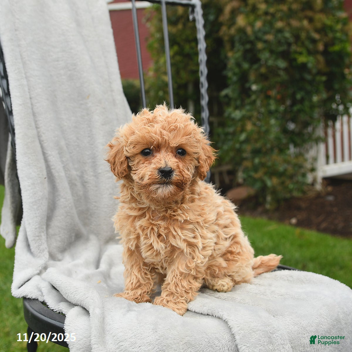 Mini Goldendoodle dogs April - Ad 39