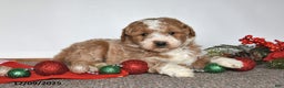 Mini Goldendoodle dogs for sale: Jessica - Ad 5