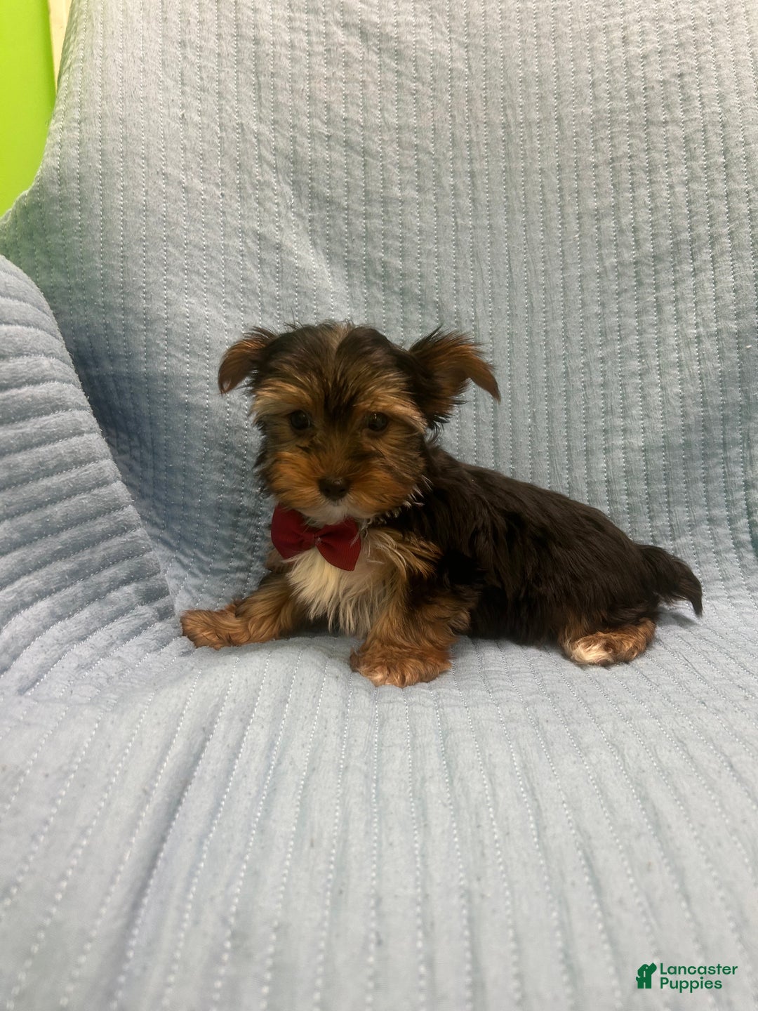 Morkie dogs for sale: Morkie Puppy 4 - Ad 1