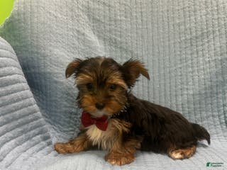 Morkie dogs Morkie Puppy 4 - Ad 33