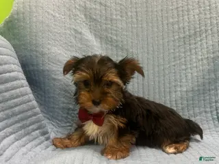 Morkie dogs Morkie Puppy 4 - Ad 36