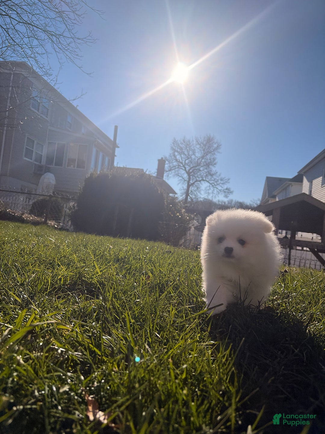 Pomeranian dogs for sale: snowy - Ad 7