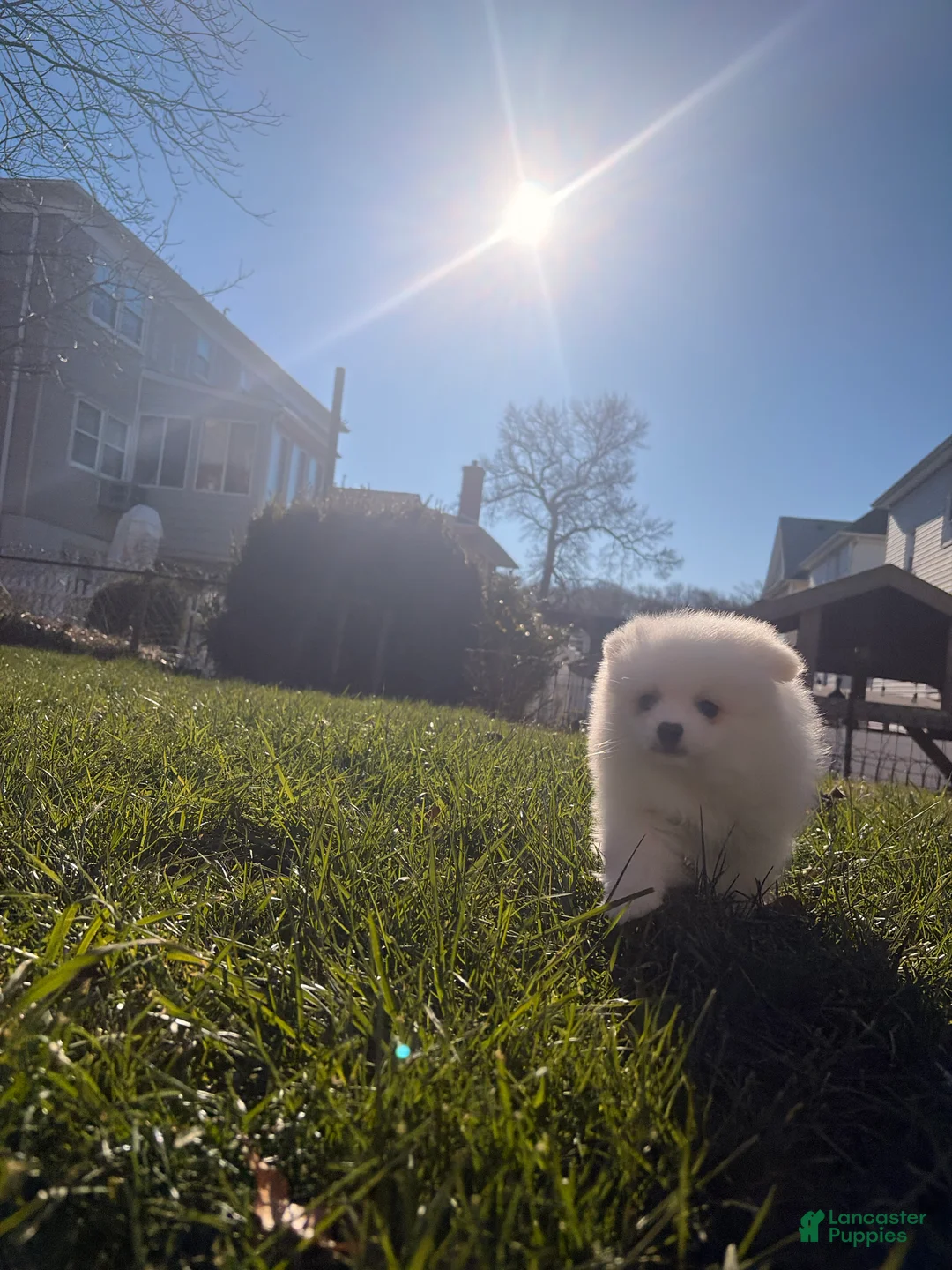 Pomeranian dogs for sale: snowy - Ad 7