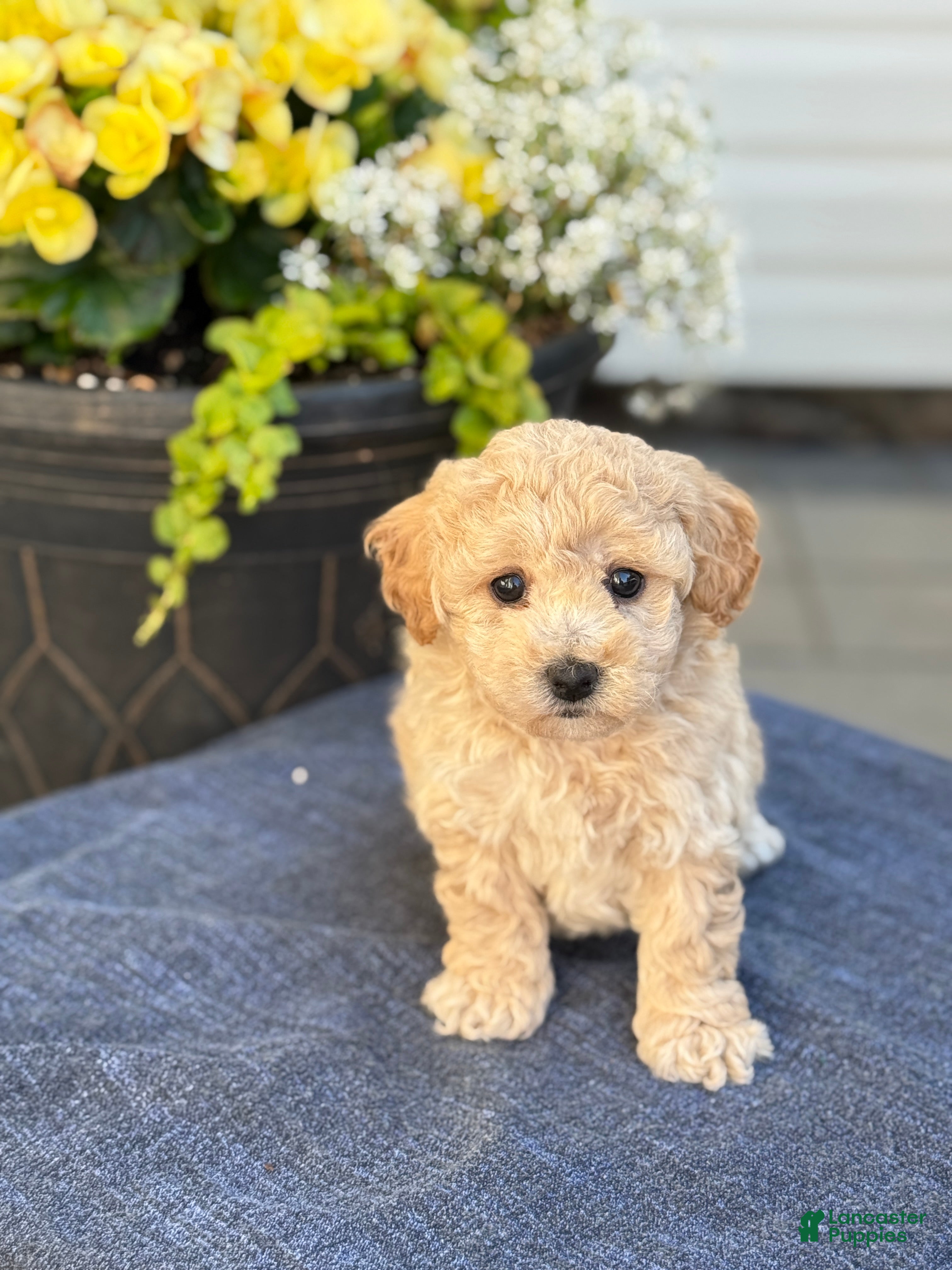 Bichpoo dogs for sale: Franklin - Ad 1