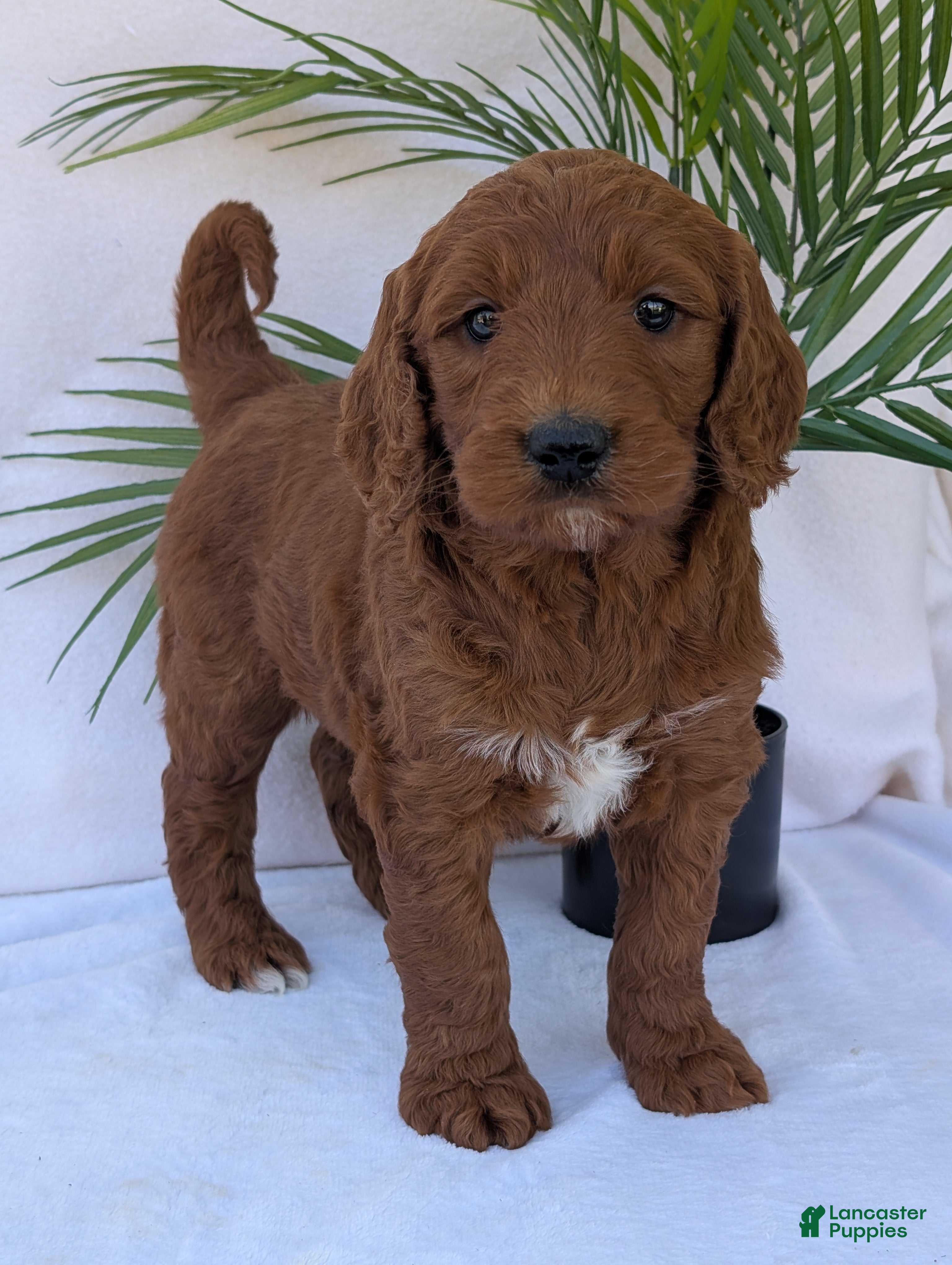 Goldendoodle dogs River - Ad 2