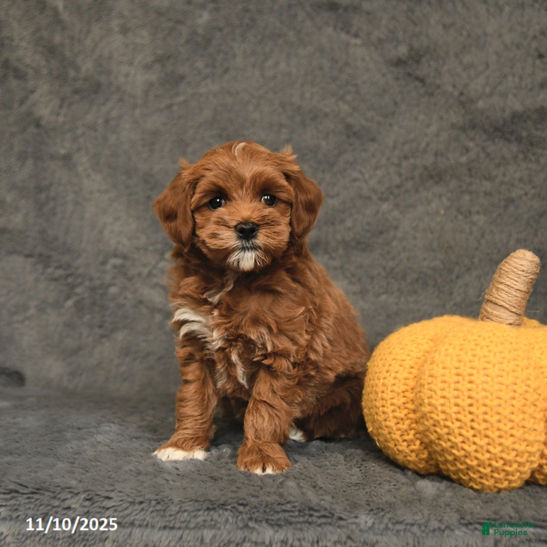 Maltipoo dogs for sale: Edgar - Ad 1