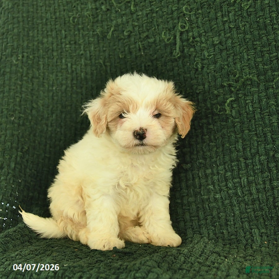 Maltipoo dogs Nutmeg  - Ad 1