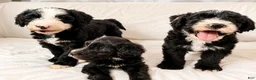 Sheepadoodle dogs for sale: Sheepadoodle Puppy 3 - Ad 12