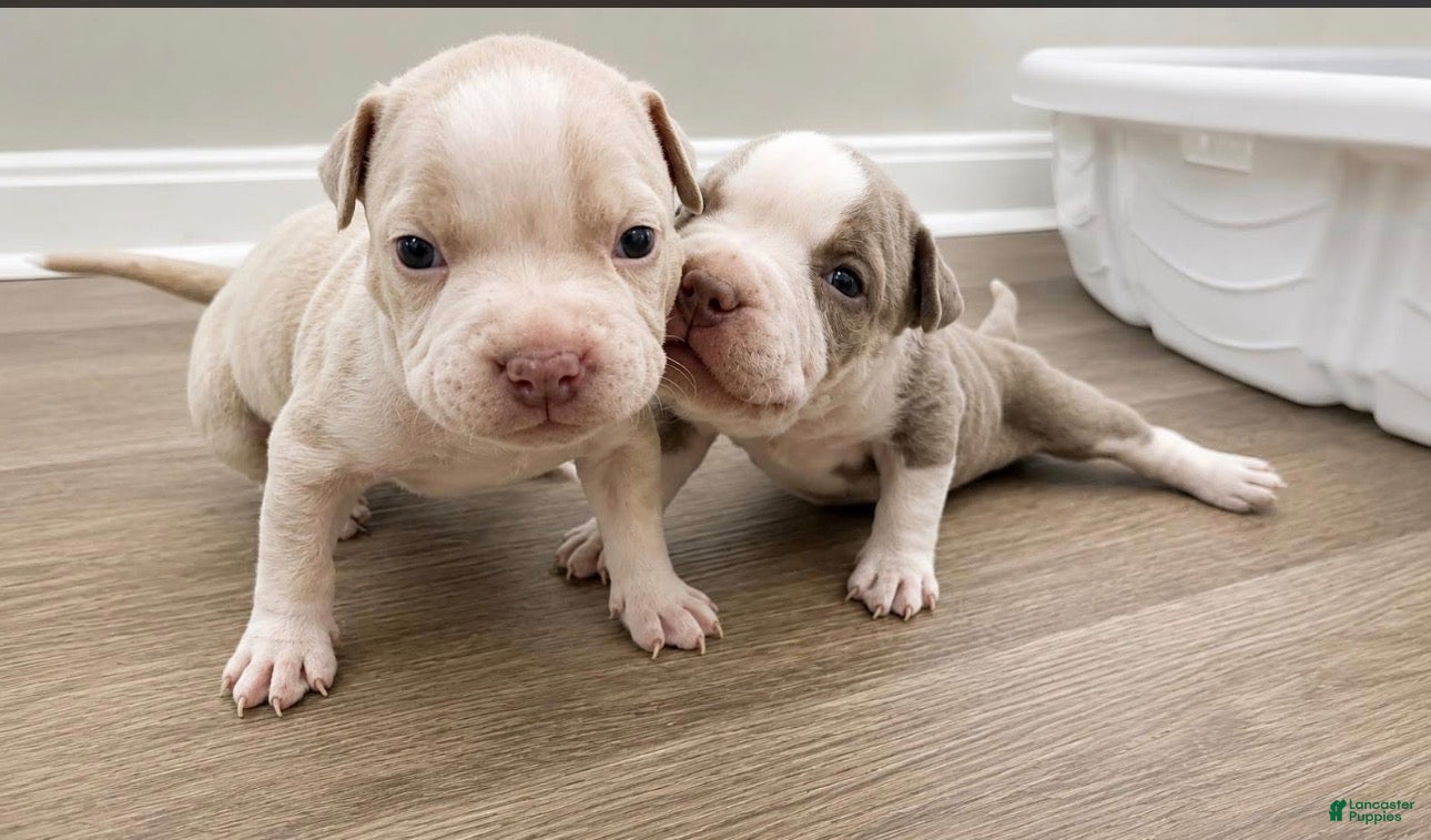 American Bully dogs Mixed Breed Puppy 3 - Ad 2