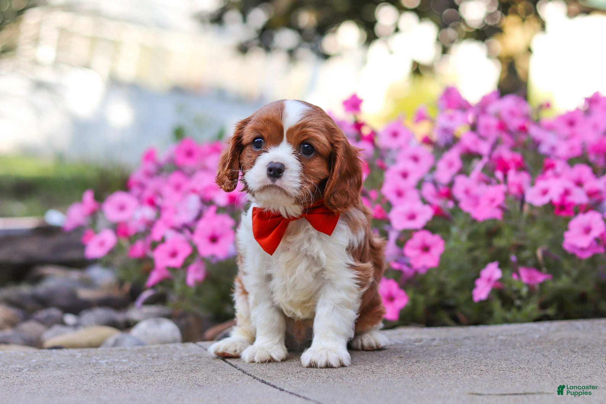 Cavalier King Charles Spaniel dogs Logan - Ad 2