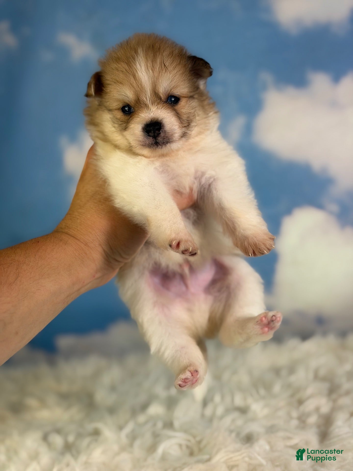 Pomeranian dogs ACA peanut  - Ad 1