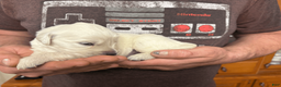 Golden Retriever dogs for sale: Golden Retriever Puppy 1 - Ad 13