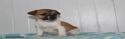 Jack Russell Terrier dogs for sale: Teddy - Ad 4