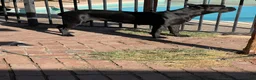 Cane Corso dogs for sale: Arthur (bolt) - Ad 4