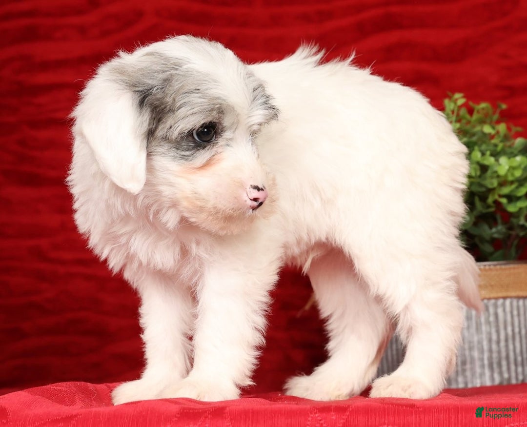 Mini Sheepadoodle dogs for sale: Diesel - Ad 7