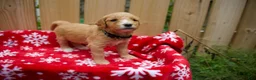 Goldendoodle dogs for sale: Ebony - Ad 5