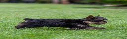Yorkshire Terrier dogs for sale: Willy Yorkshire Terrier Puppy  - Ad 12