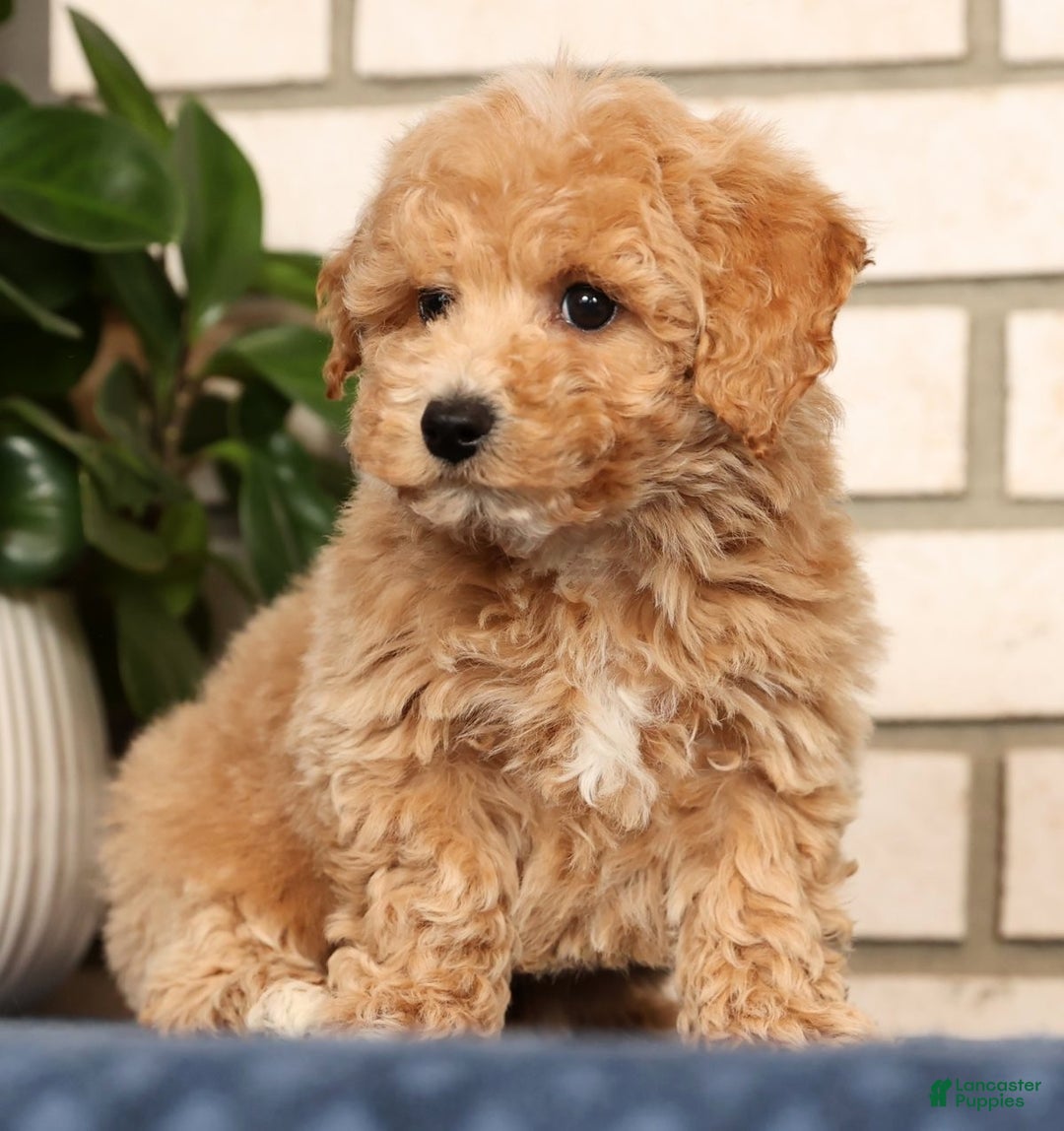 Bichpoo dogs for sale: Chase - Ad 5