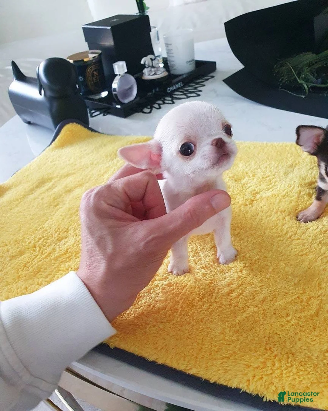 Chihuahua dogs for sale: Chihuahua Puppy 2 - Ad 2
