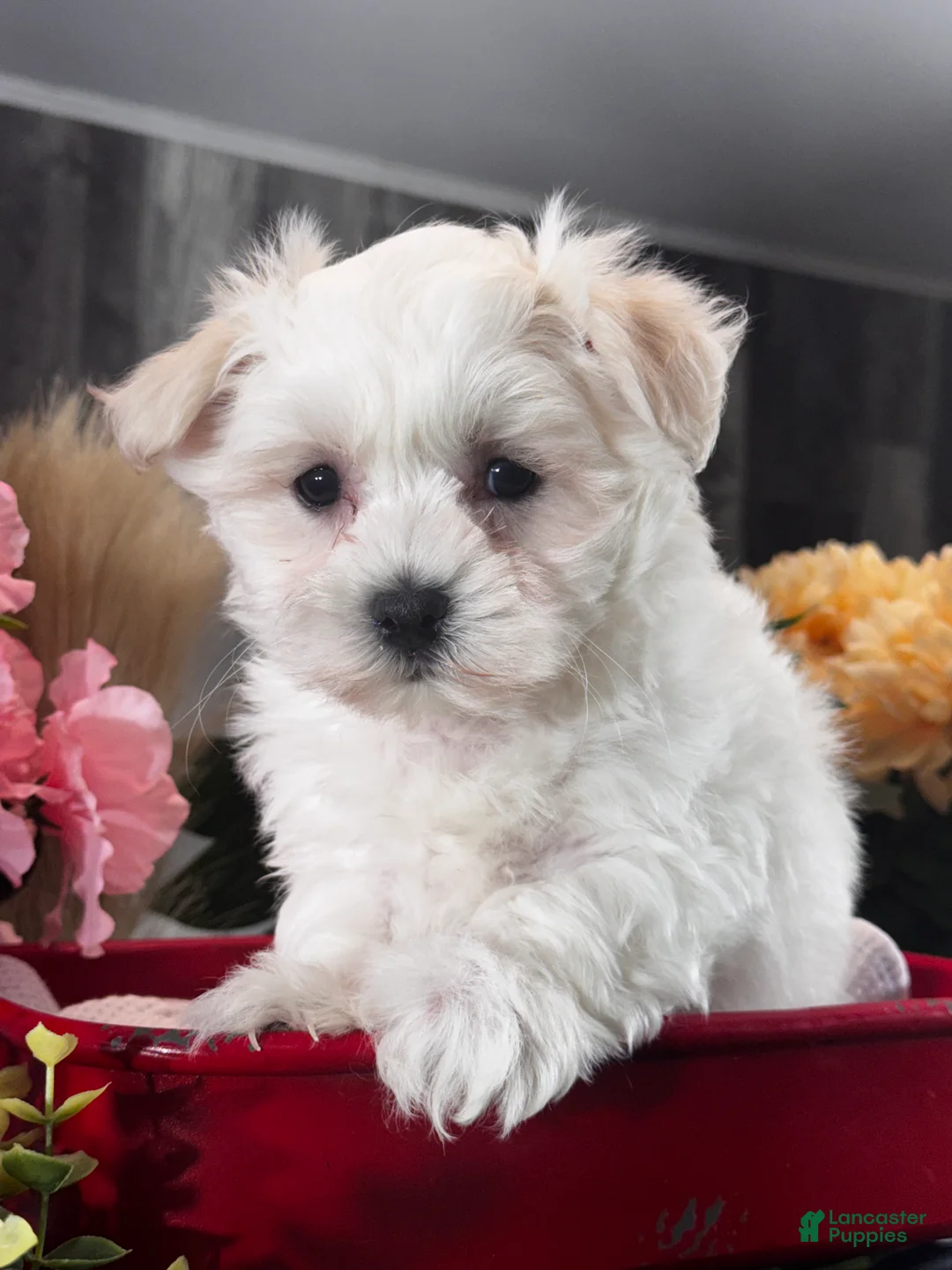 Mixed Breed dogs for sale: Labanon - Ad 2