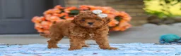 Cavapoo dogs for sale: Fiona - Ad 1