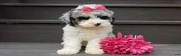 Cockapoo dogs for sale: Hailey - Ad 3