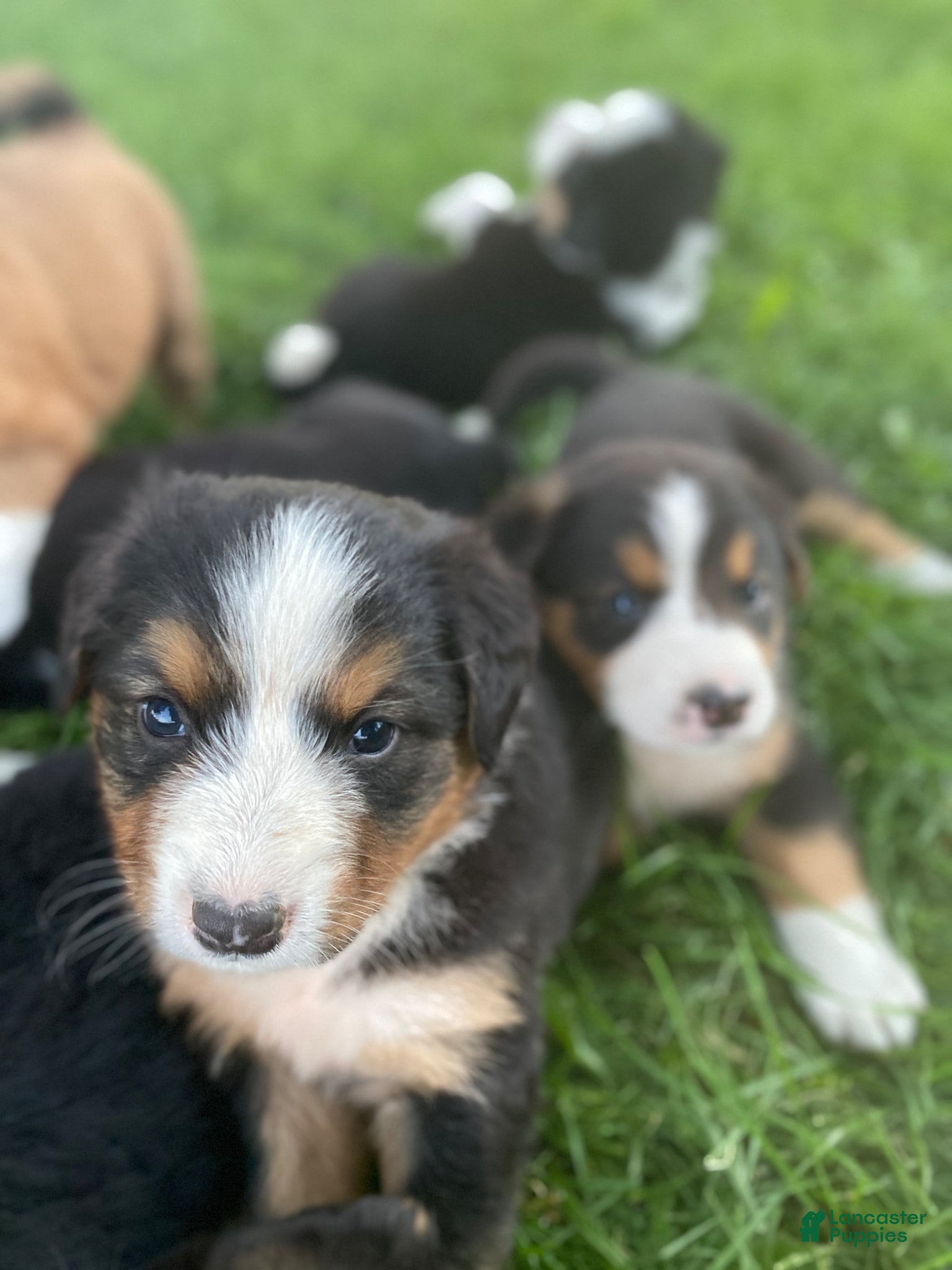 Mixed Breed dogs for sale: ♥️BABY BEAR♥️ - Ad 26
