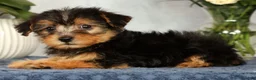 Yorkiepoo dogs for sale: Mitch - Ad 4