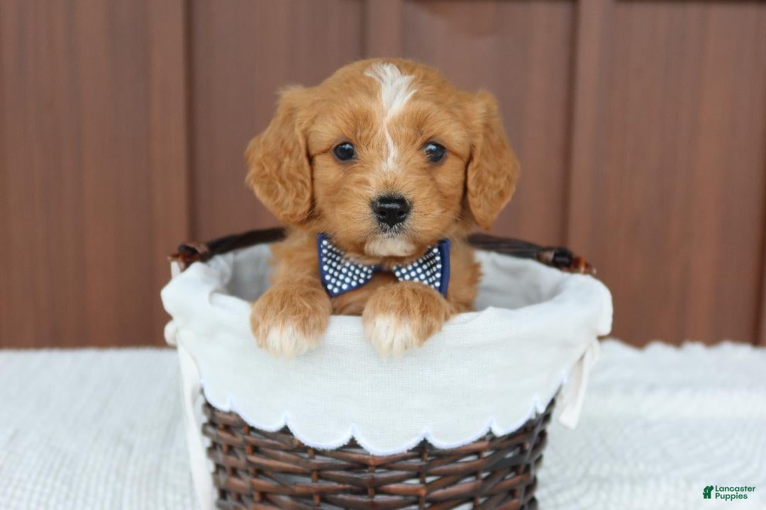 Miniature Golden Retriever dogs Miniature Golden Retriever Puppy 7 - Ad 1