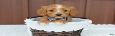 Miniature Golden Retriever Puppy 7