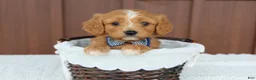 Miniature Golden Retriever dogs for sale: Miniature Golden Retriever Puppy 7 - Ad 1