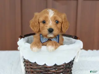 Miniature Golden Retriever dogs for sale: Miniature Golden Retriever Puppy 7 - Ad 3