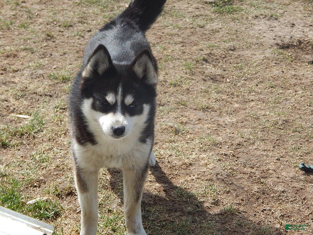 Pomsky dogs for sale: Cameron - Ad 6